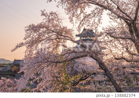 桜に彩られた春の墨俣一夜城 2026 138882374