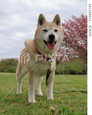 柴犬 柴犬 138882384