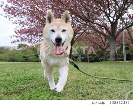 柴犬 138882385