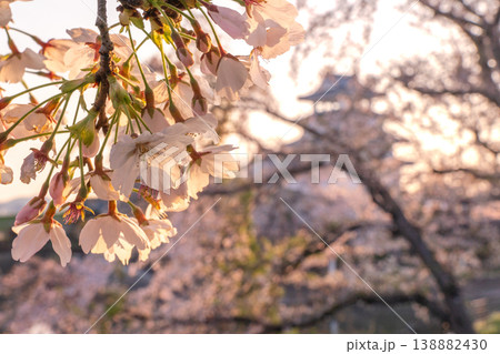 桜に彩られた春の墨俣一夜城 2026 桜に彩られた春の墨俣一夜城 2026 138882430