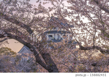 桜に彩られた春の墨俣一夜城 2026 138882431