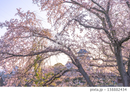 桜に彩られた春の墨俣一夜城 2026 138882434