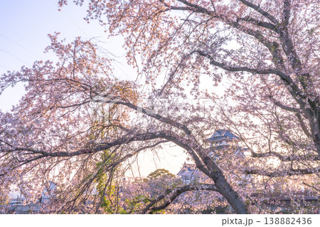 桜に彩られた春の墨俣一夜城 2026 138882436