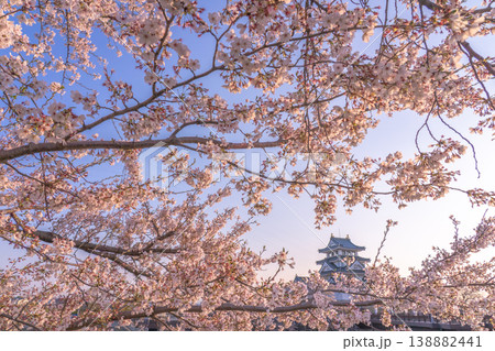 桜に彩られた春の墨俣一夜城 2026 138882441