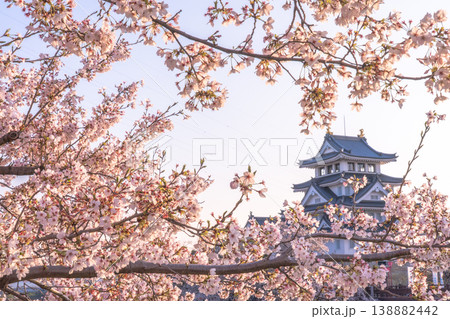 桜に彩られた春の墨俣一夜城 2026 138882442