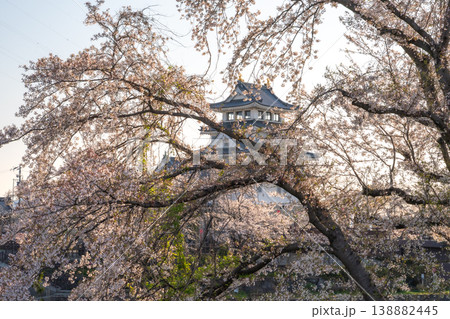 桜に彩られた春の墨俣一夜城 2026 桜に彩られた春の墨俣一夜城 2026 138882445