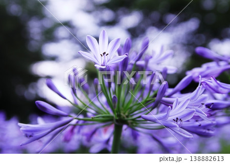 アガパンサスの花 アガパンサスの花 138882613