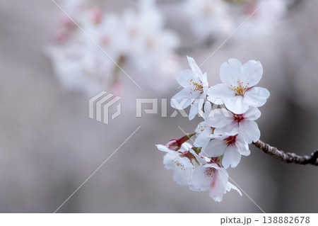 春の陽光を浴びて色とりどりに輝く桜の花たち 春の陽光を浴びて色とりどりに輝く桜の花たち 138882678