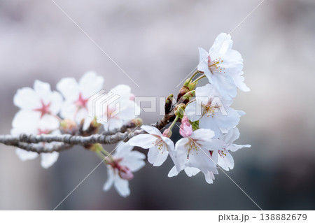 春の陽光を浴びて色とりどりに輝く桜の花たち 春の陽光を浴びて色とりどりに輝く桜の花たち 138882679