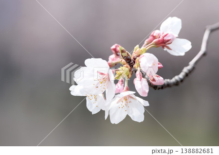 春の陽光を浴びて色とりどりに輝く桜の花たち 138882681