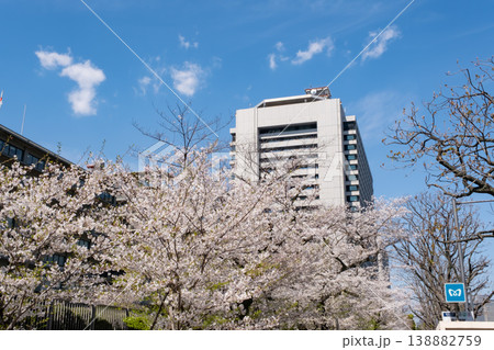 満開の桜とビルの都市風景 満開の桜とビルの都市風景 138882759
