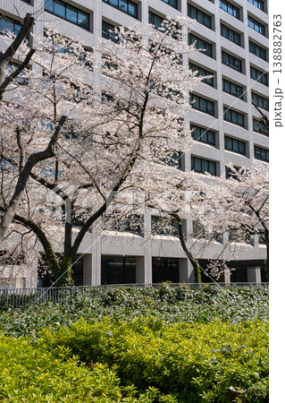 桜と新緑のある都市風景 桜と新緑のある都市風景 138882763