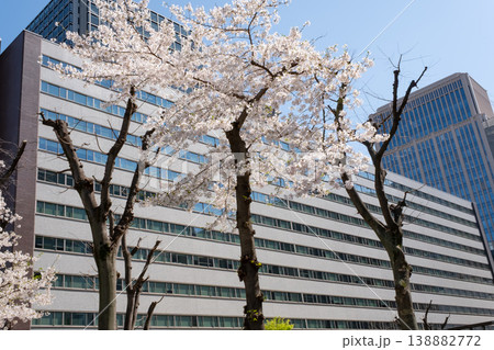 満開の桜とビルの都市風景 138882772