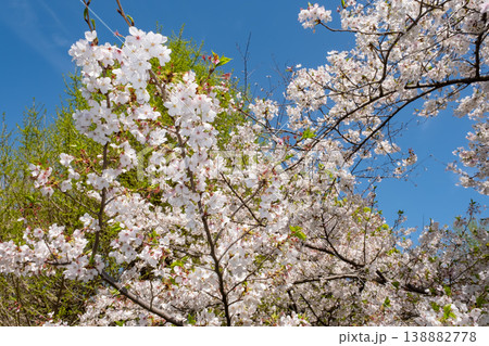 満開の桜と新緑の風景 138882778