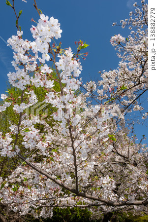 満開の桜と新緑の風景 138882779