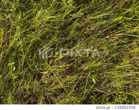 Grass covers the ground in a sunny area with some leaves scattered around in the late afternoon Grass covers the ground in a sunny area with some leaves scattered around in the late afternoon 138882930