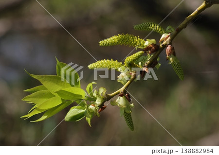 自然　植物　マルバヤナギ、別名『アカメヤナギ』。冬芽が赤褐色で葉がヤナギの中では幅広の楕円形なので 138882984