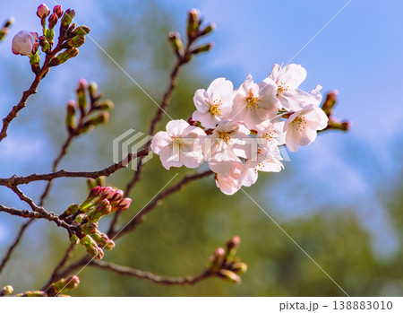 青空に映える桜 青空に映える桜 138883010