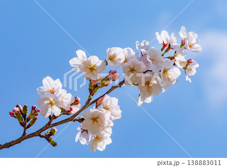青空に映える桜 青空に映える桜 138883011