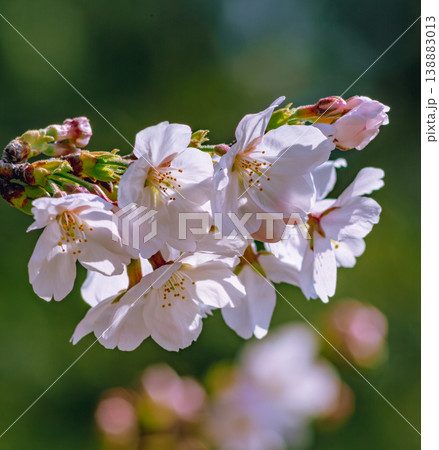 青空に映える桜 138883013