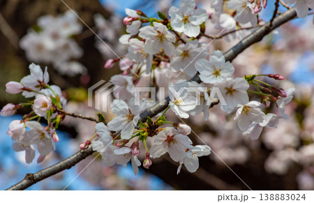 青空に映える桜 青空に映える桜 138883024