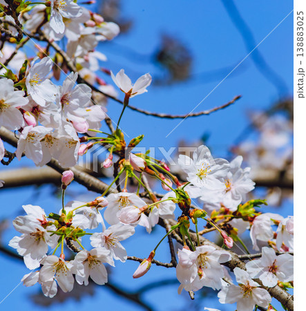 青空に映える桜 青空に映える桜 138883025