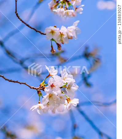 青空に映える桜 138883027