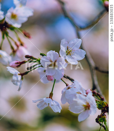 春の日差しを浴びて輝く桜 春の日差しを浴びて輝く桜 138883035