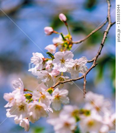 青空に映える桜 138883044