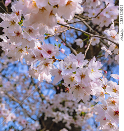 春の青空に映える桜 春の青空に映える桜 138883095