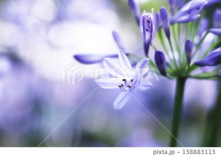輝くアガパンサスの花 138883113