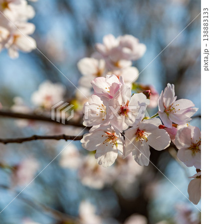 春の青空に映える満開の桜 春の青空に映える満開の桜 138883133