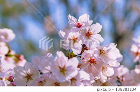 春の青空に映える満開の桜 春の青空に映える満開の桜 138883134