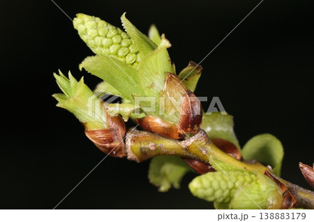 自然 植物 マルバヤナギ、別名『アカメヤナギ』。開花は四月から五月でヤナギ類では遅い方です 自然 植物 マルバヤナギ、別名『アカメヤナギ』。開花は四月から五月でヤナギ類では遅い方です 138883179