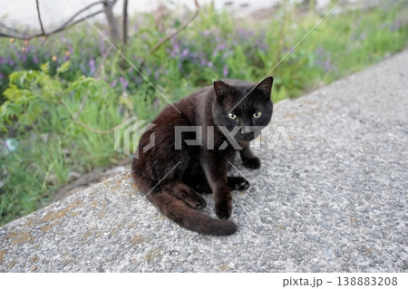 堤防で遊ぶ黒猫 堤防で遊ぶ黒猫 138883208