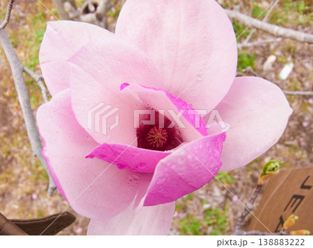 雨に濡れて水滴が残っているモクレンの花びら 雨に濡れて水滴が残っているモクレンの花びら 138883222