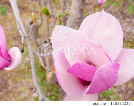 雨に濡れて水滴が残っているモクレンの花びら 138883223