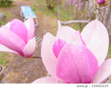 雨に濡れて水滴が残っているモクレンの花びら 雨に濡れて水滴が残っているモクレンの花びら 138883224