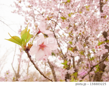 ピンク色で満開に咲いた桜の花と木 ピンク色で満開に咲いた桜の花と木 138883225