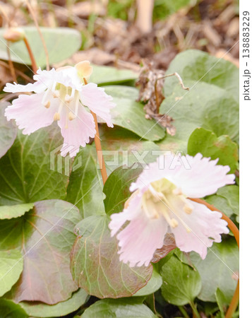地面にはえるオオイワウチワの花と葉っぱ 138883229