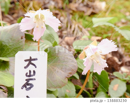 地面にはえるオオイワウチワの花と葉っぱ 138883230
