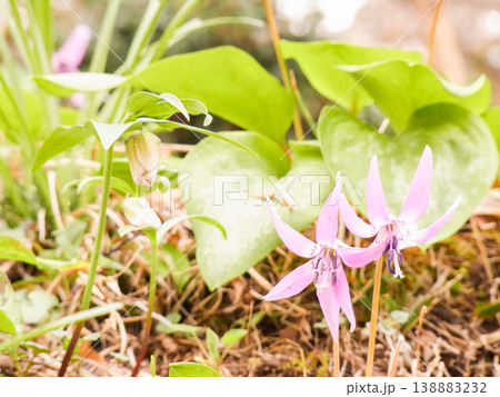 公園の隅っこで咲く紫色のカタクリの花 138883232