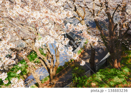 川沿いに咲く美しい桜の木が見える風景 川沿いに咲く美しい桜の木が見える風景 138883236