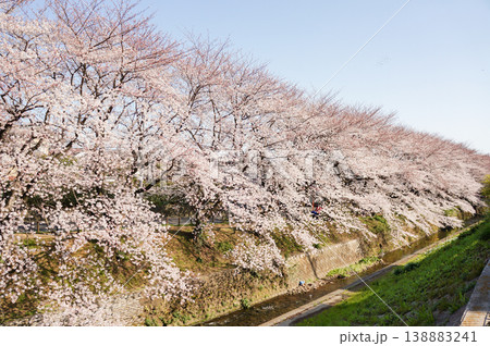 青空のもと川沿いに並んで咲く美しい桜の木 青空のもと川沿いに並んで咲く美しい桜の木 138883241
