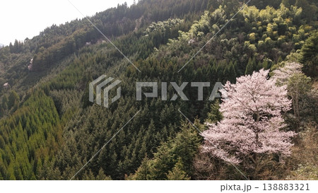 山に咲く山桜 138883321