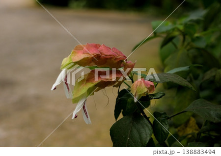 コエビソウの花 138883494