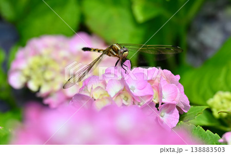 紫陽花 紫陽花 138883503