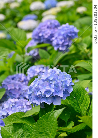 紫陽花 紫陽花 138883504