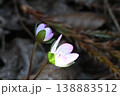 神戸北部で見た並んで咲いているこれから開こうとしている花が綺麗なケスハマソウ 138883512