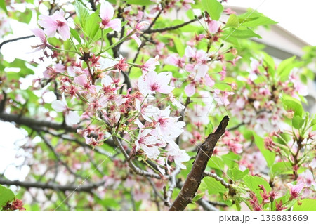 春の終わり　風にそよぐ葉桜 138883669